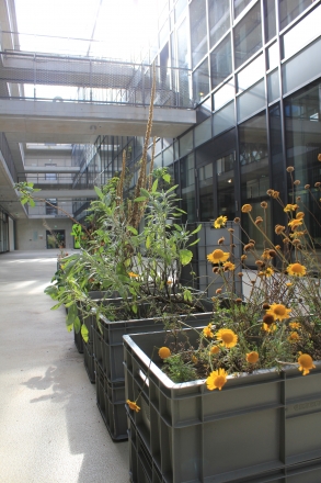 temporärer Garten mit Färbepflanzen im Aufbauhaus am Moritzplatz in Berlin, 2012